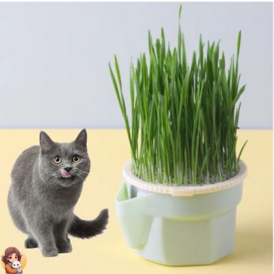 Tasse-de-culture-herbe-a-chat