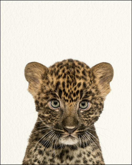 optie trek de wol over de ogen Boos worden Zoo Baby Leopard - Baby Animal Print - 11 x 14 — Fresh Prints of CT