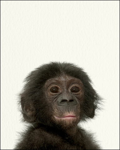 Zoo Baby Monkey Baby Animal Print 11 X 14 Fresh Prints Of Ct