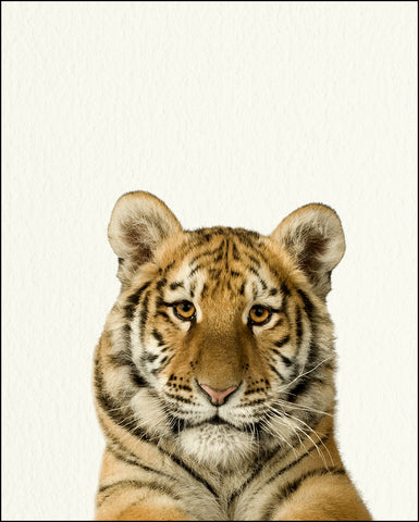 zoo baby tiger  baby animal print  8 x 10  fresh prints