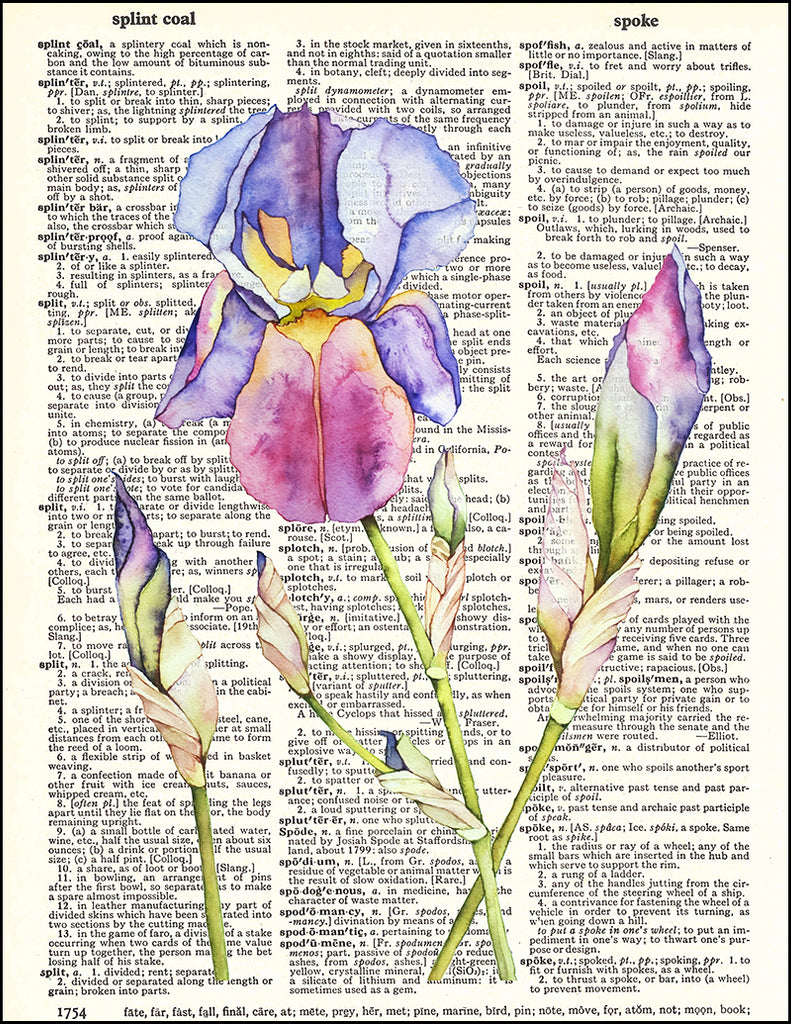 Iris Watercolor - Dictionary Art Print – Fresh Prints of CT