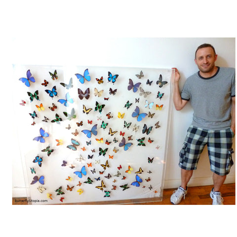 large butterfly wall art frame