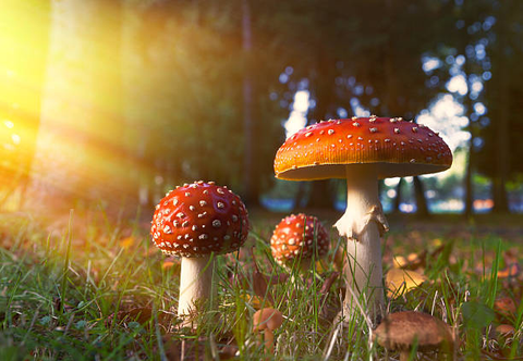 What are Amanita Mushrooms