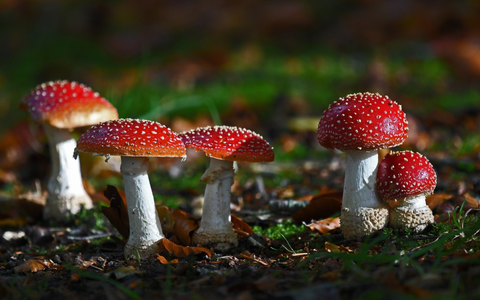 Amanita Muscaria