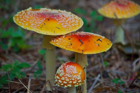 Amanita Muscaria var. Formosa (Yellow Fly Agaric)