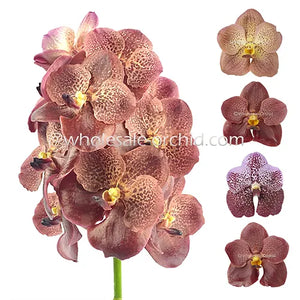 Prebook BULK - Brown Vanda Orchid Fresh Cut Flowers - OrchidClubUSA.com