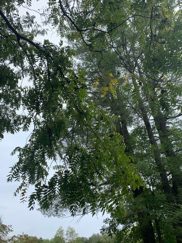 Walnut tree in the forest