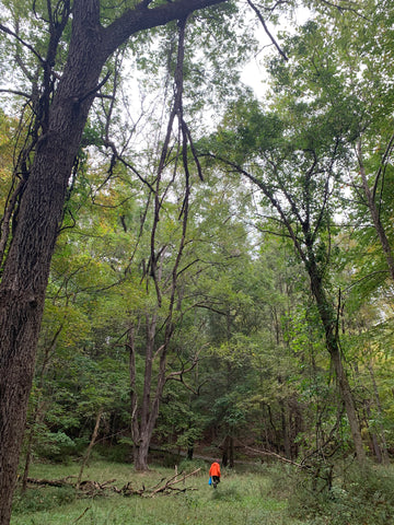 Foraging for walnuts in the forest