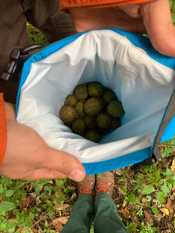 Collecting walnuts