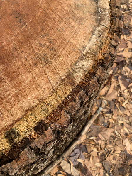 Cut tree showing cambium layer