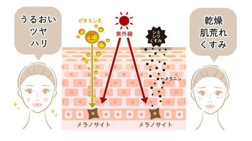 豊富なビタミンEがお肌に浸透し、メラニン生成を抑制