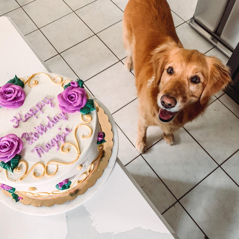 Golden Retriever, Dog