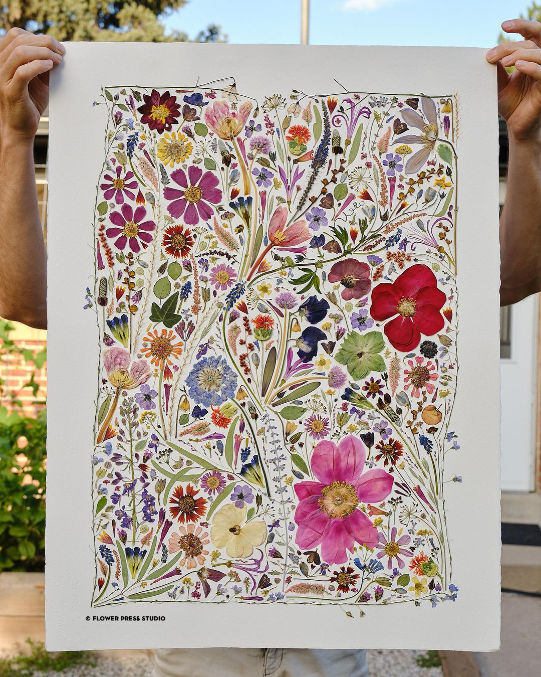 Original art for flowers pressed on white background