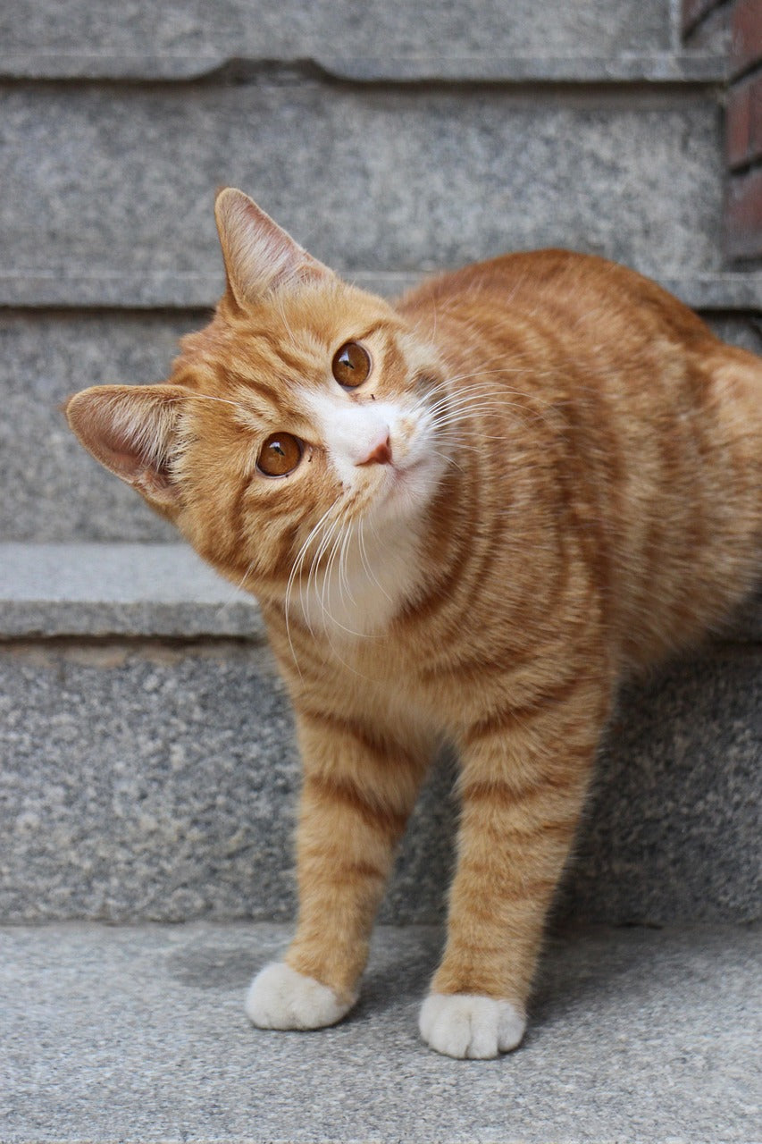 Cat tilting head down stairs