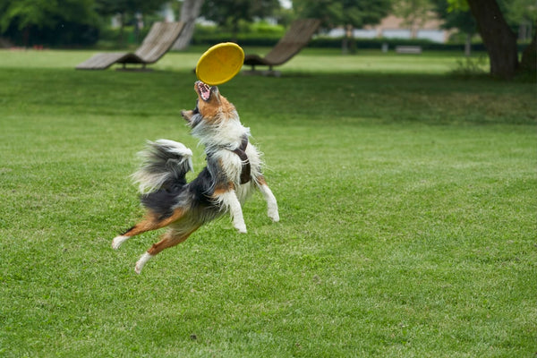 Dog catching frisbee in park