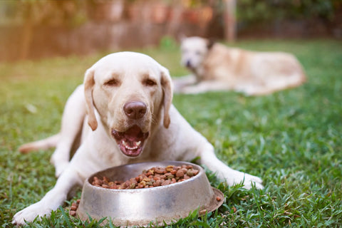 The Best Dog Food