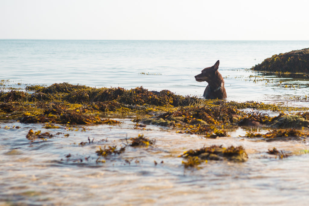 seaweed for dogs benefits