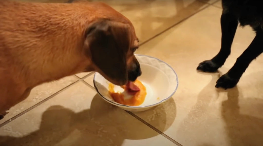 Dogs love to eat pumpkin