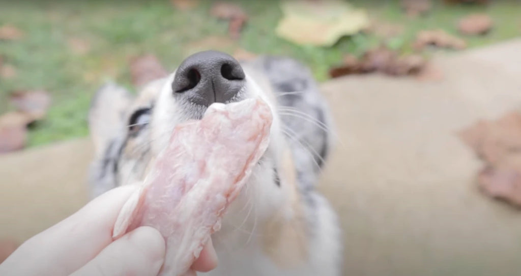 raw bones chicken wing for dogs