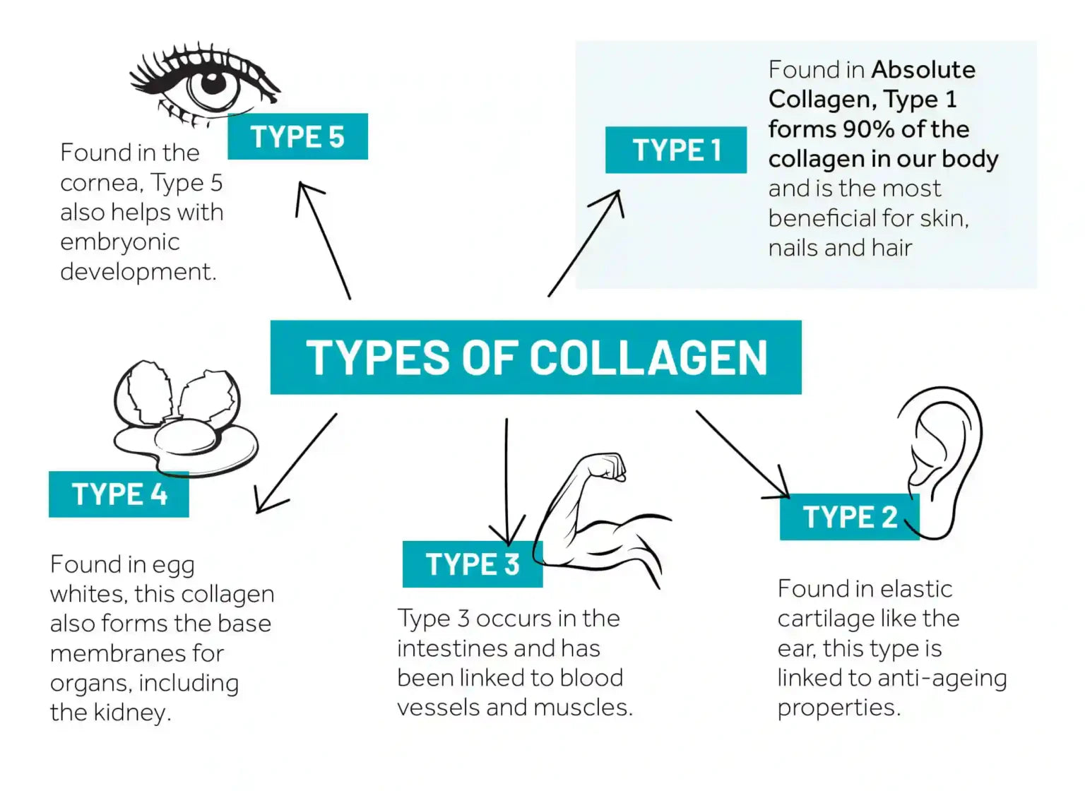 types of collagens