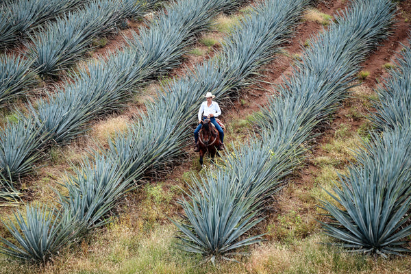 traditional farming tequila