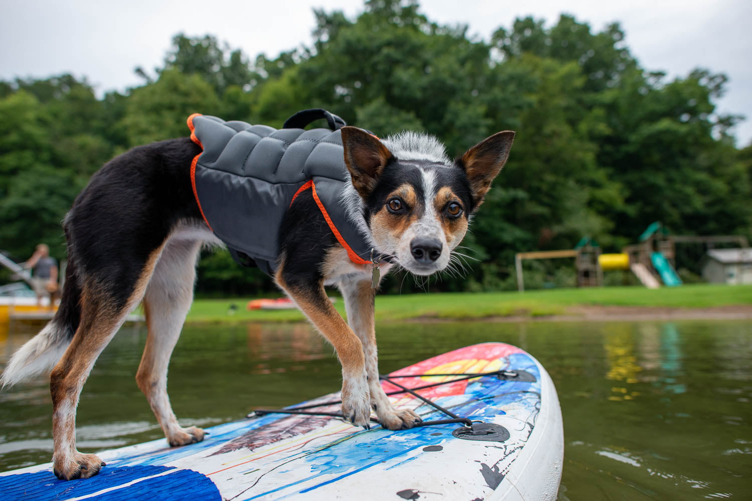 Dog riding paddle board