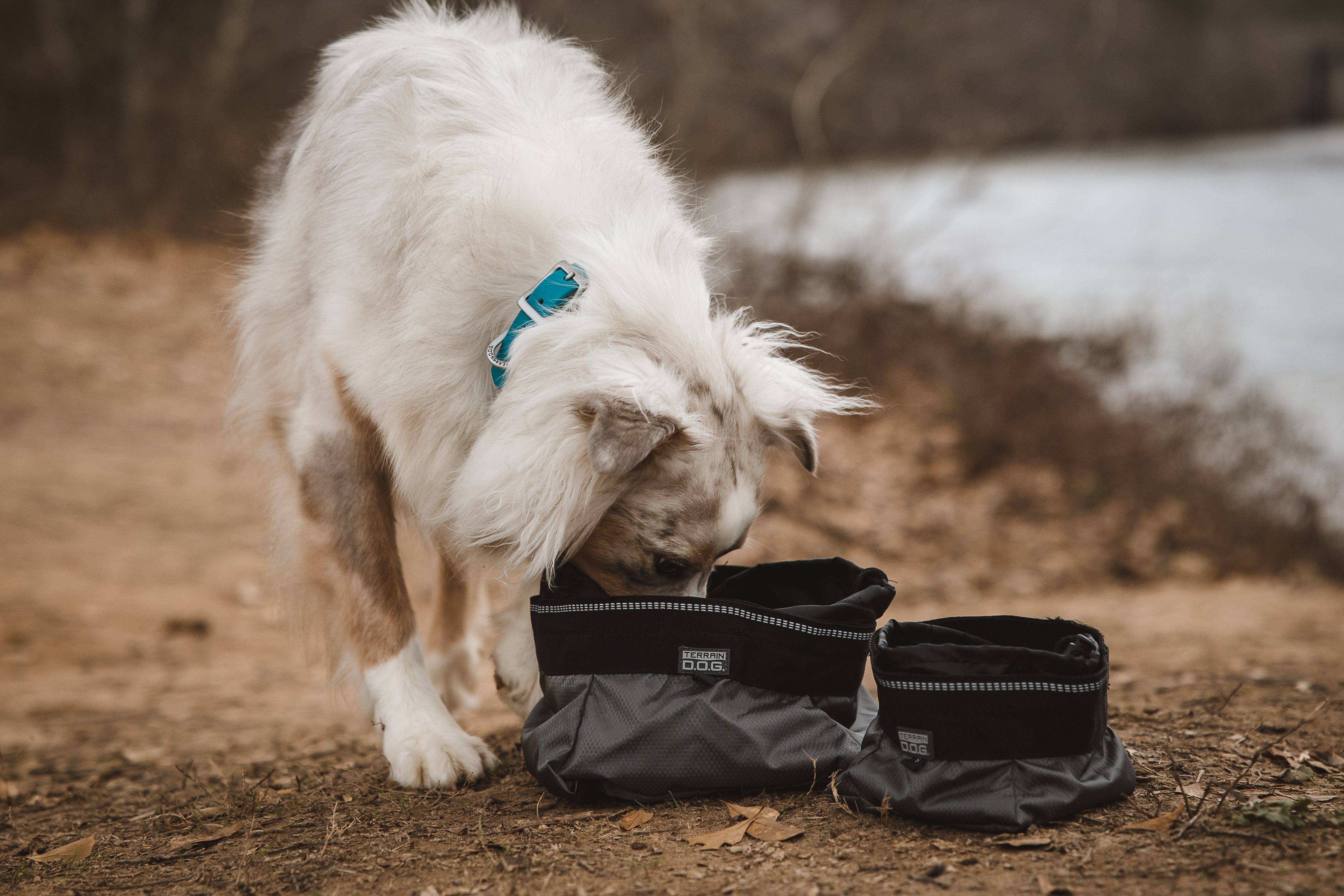 Dog eating from bowl