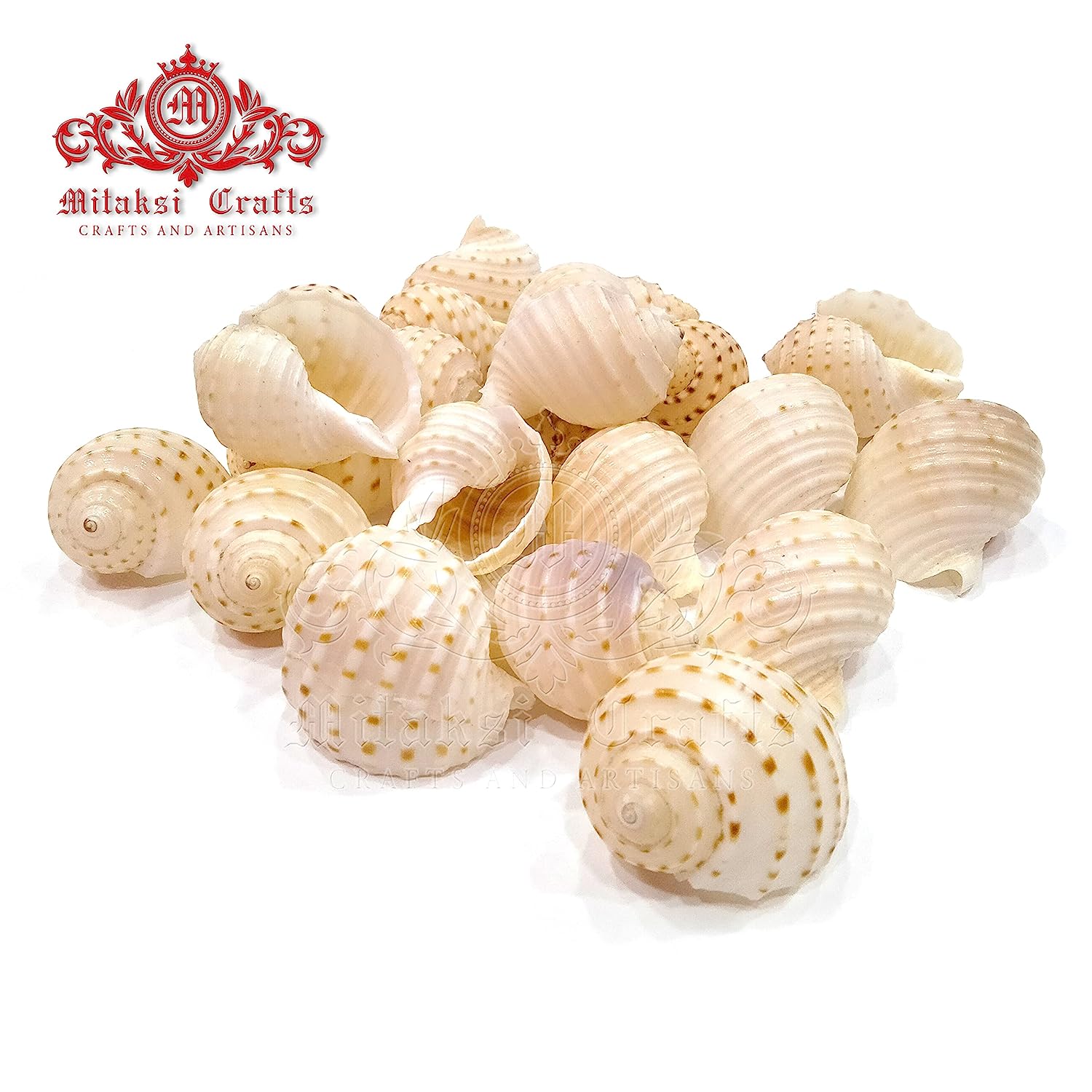 50 Teeny Tiny Top Shells for Seashell Art, Tiny Colorful Craft Seashells,  Craft Supplies, Seashells for Crafts, Seashell Flowers Supply 