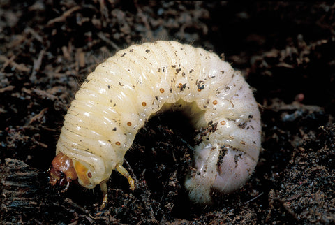 Chafer grubs feed on grass roots