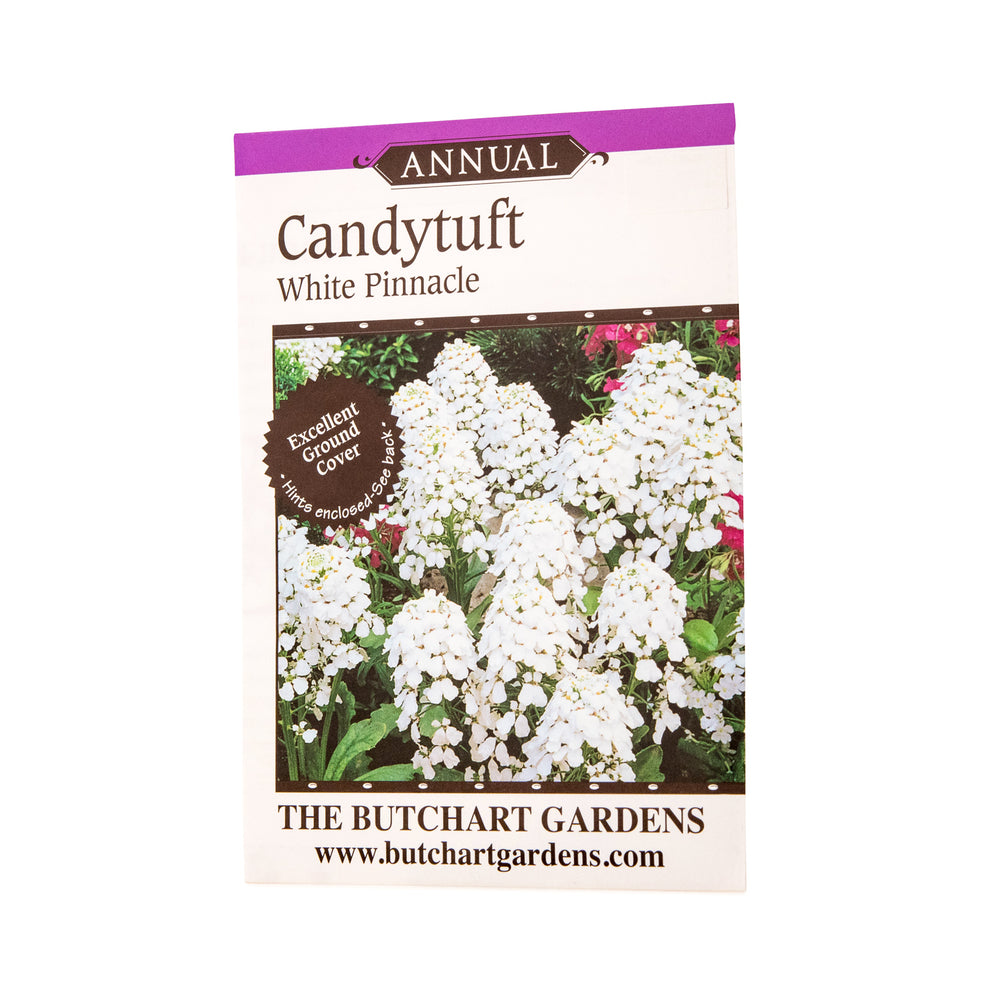 CANDYTUFT WHITE The Butchart Gardens Seed & Gift Store