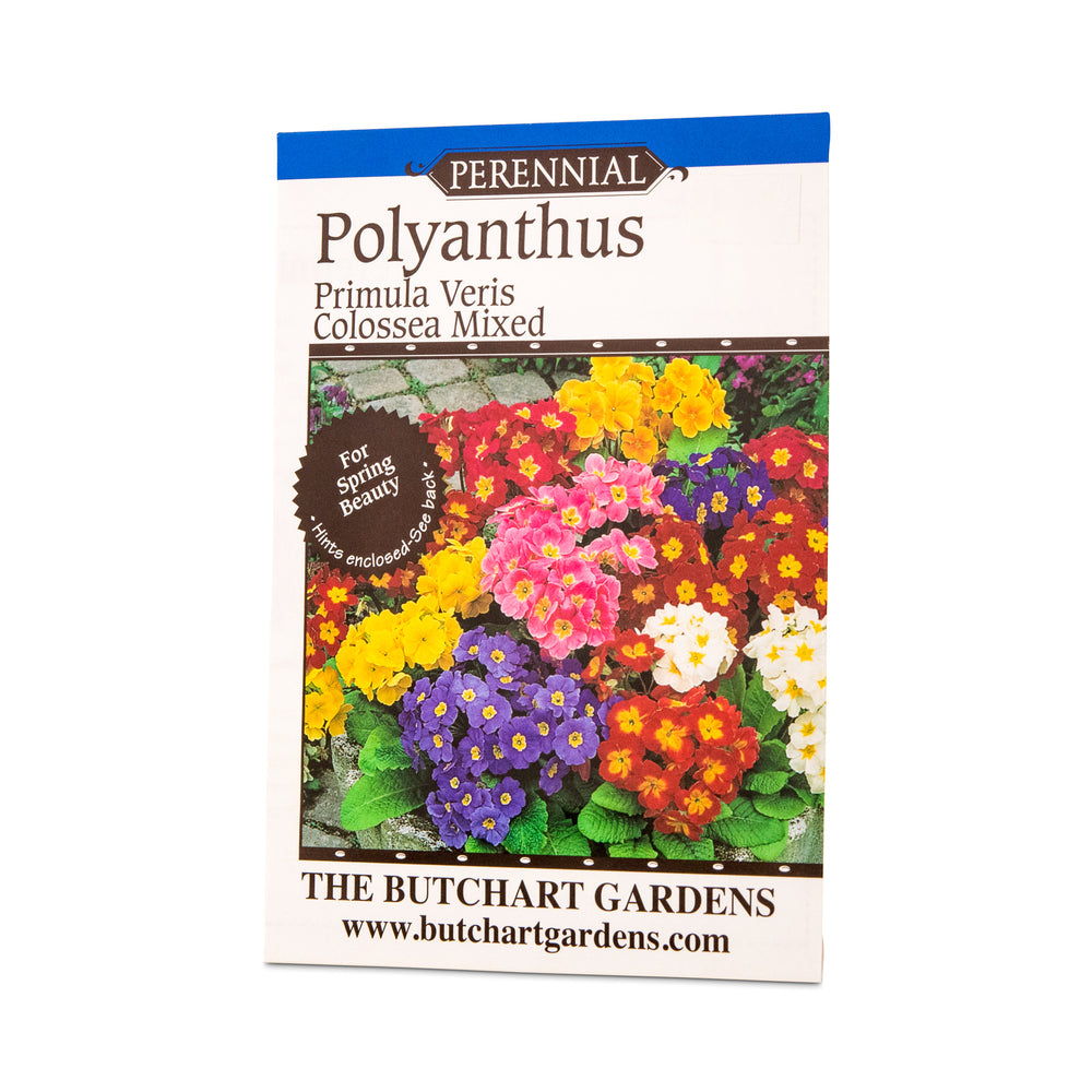 Gardening Direct Polyanthus