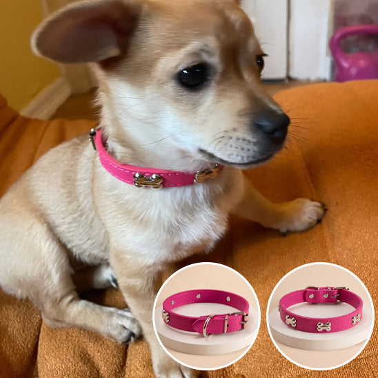 collier-chien-avec-style