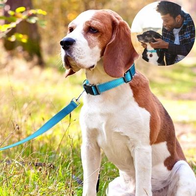 collier-chien-polyvalent