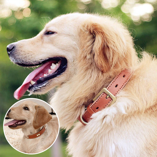collier-chien-sécuritaire