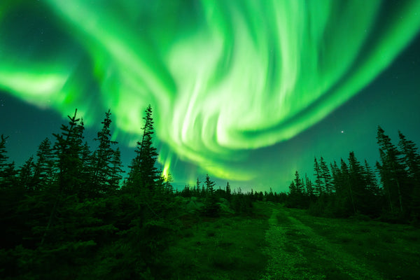Aurora borealis seen over a forest in Canada captured by Vincent Ledvina