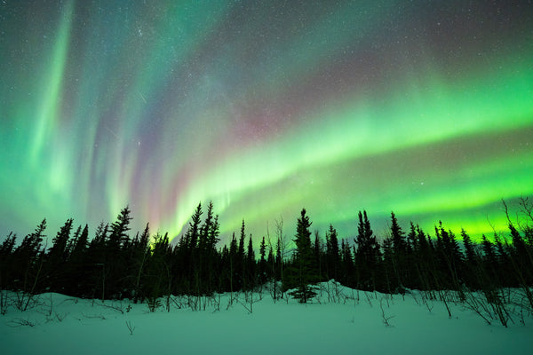 The aurora shining over a black spruce forest in Alaska captured by Vincent Ledvina.