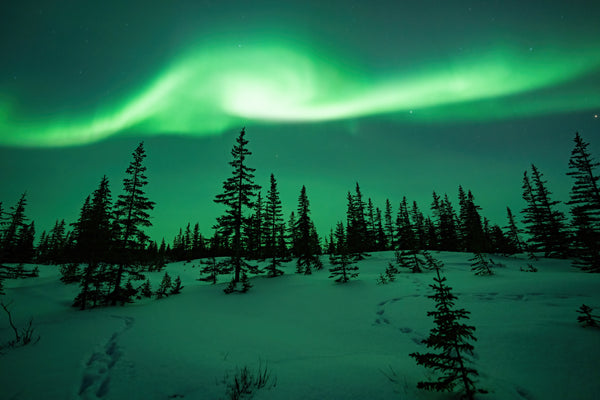 Aurora borealis above a snowy forest in Churchill, Manitoba captured by Vincent Ledvina.