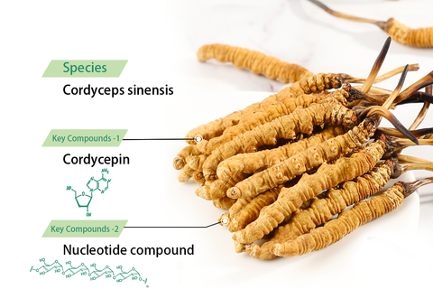 AAFQ™ Cordyceps sinensis Extract - Lung Clearing Drops