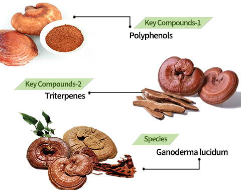 AAFQ™ Reishi Extract Lung Cleansing Nasal Inhaler