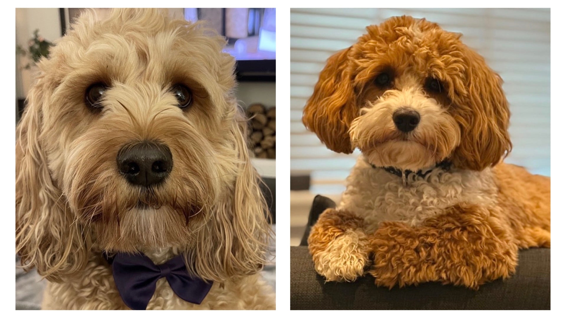 wavy coat Cavapoochon and curly cost Cavapoochon coat types