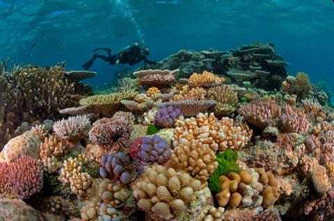 La gran barrera de coral en Australia