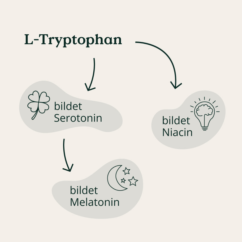 Der Weg des L-Tryptophans im Körper, bzw. was daraus im Körper wird.