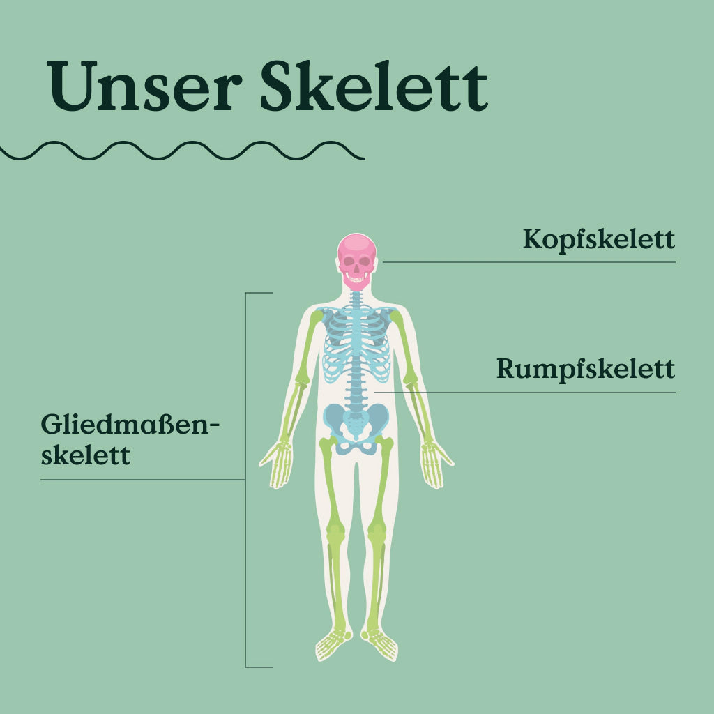 Schaubild eines menschlichen Skelettes