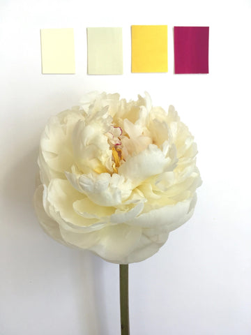 Creating color chips that match the petals of a peony