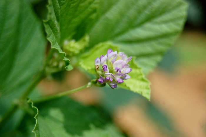 Bakuchiol is derived from the plant, Psoralea corylifolia.