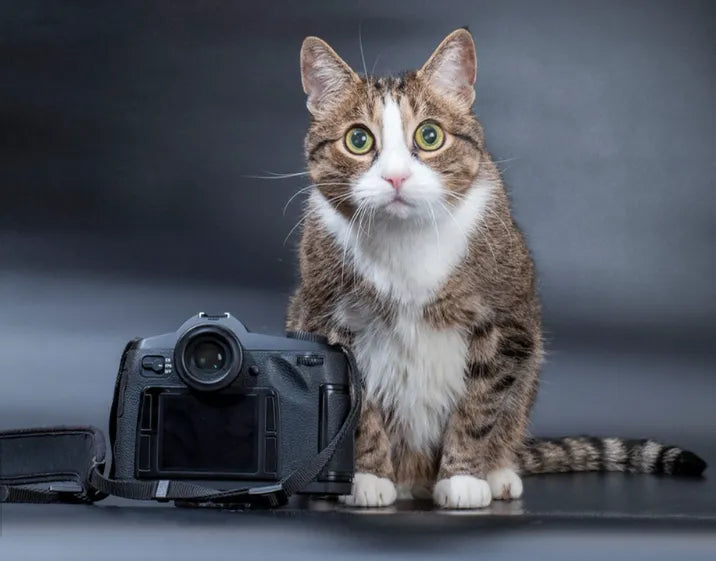 Better Pet Portraits From Photos