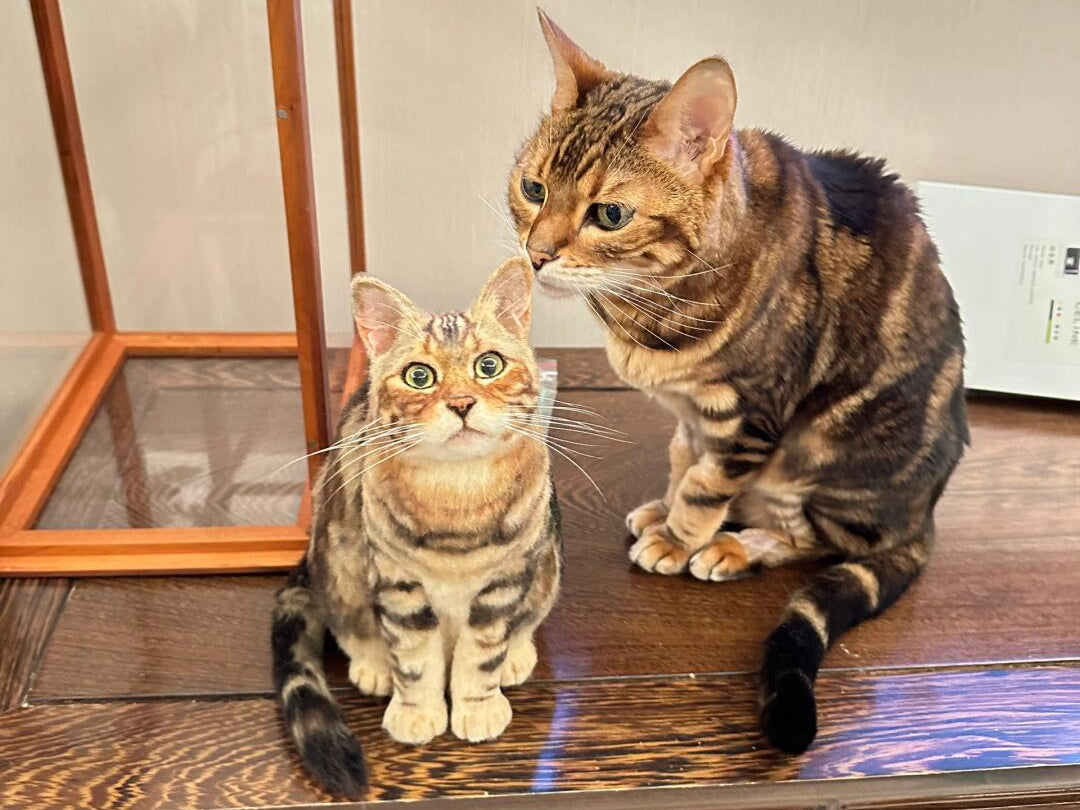 Custom full body wool felt tabby cat portrait