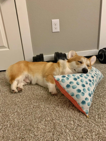 Corgi sleeping on pillow