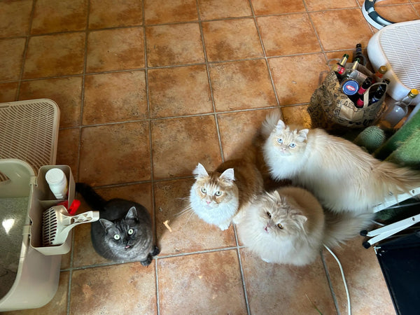 Multi-cat households