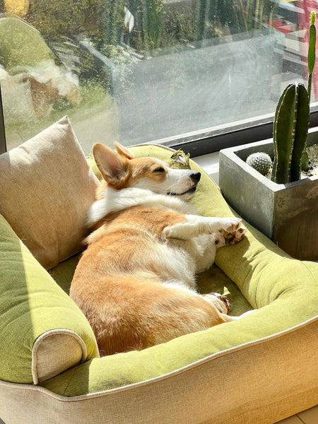 Dog basking in the sun on the dog mat